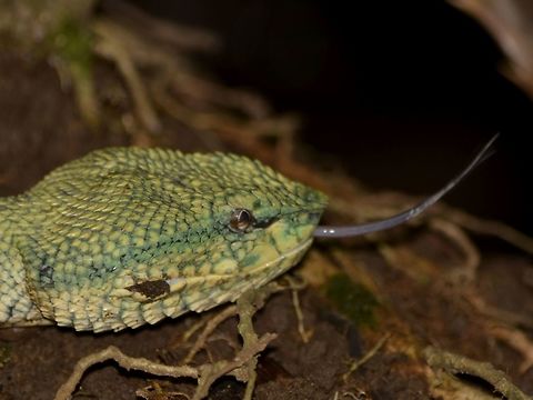 I smell you Bornean Keeled Green Pit Viper - Tropidolaemus subannulatus Bako,Bornean Keeled Pit Viper,Fall,Geotagged,Malaysia,Sarawak,Snake,Tropidolaemus subannulatus,Viper