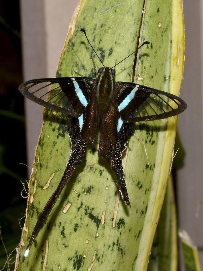 Green Dragontail - Lamproptera meges decius This is a subspecies of Green Dragontail - Lamproptera meges decius. Anilao,Batangas,Butterfly,Fall,Geotagged,Green dragontail,Lamproptera meges,Lamproptera meges decius,Philippines