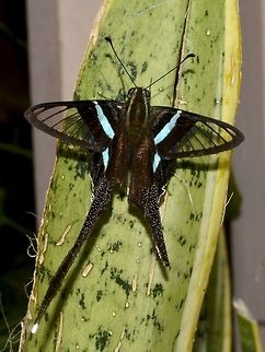 Green Dragontail - Lamproptera meges decius This is a subspecies of Green Dragontail - Lamproptera meges decius. Anilao,Batangas,Butterfly,Fall,Geotagged,Green dragontail,Lamproptera meges,Lamproptera meges decius,Philippines