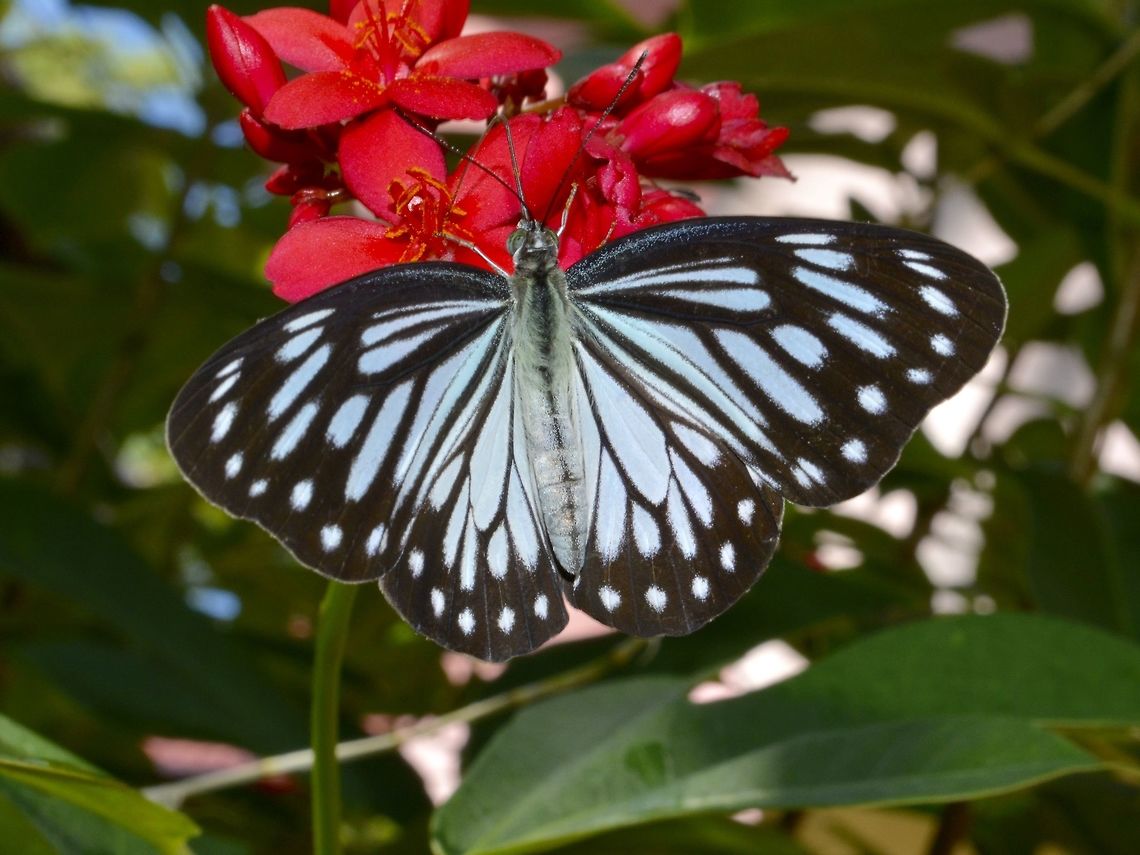 Wanderer - Pareronia boebera boebera This is a subspecies, Pareronia boebera boebera, which is endemic to the island of Luzon. Anilao,Batangas,Fall,Geotagged,Pareronia  boebera,Pareronia boebera,Pareronia boebera boebera,Philippines,Wanderer