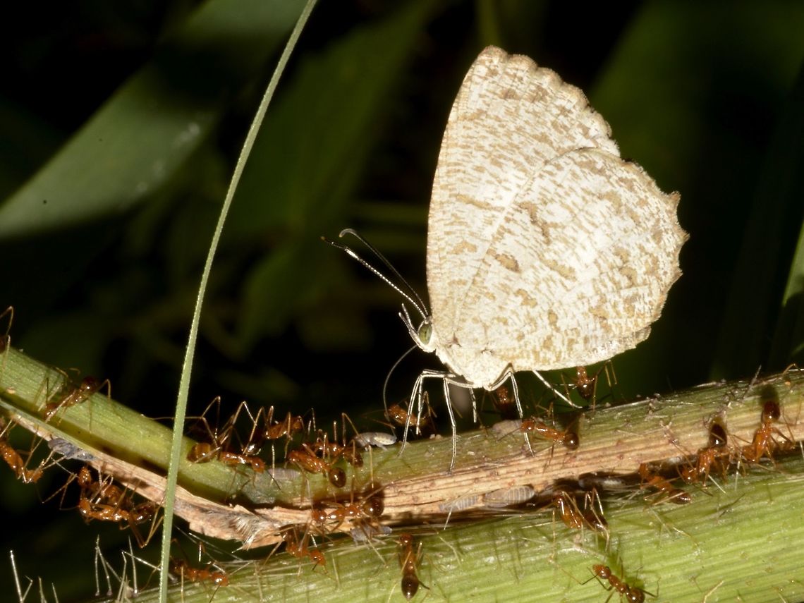 Butterfly & Ants feeding on Aphids This is a subspecies, Allotinus fallax fallax.<br />
When I first spotted it, I had originally thought the Butterfly was under 'attack' by the ants but on closer look, I realised both the Ants and Butterfly were feeding from tiny Aphids.<br />
<br />
In the picture, although not very sharp, you can see the proboscis of the Butterfly extended and is feeding from the back of the tiny Aphid.<br />
<br />
Feedback from another forum, Philippine Lepidoptera mentioned this :<br />
<br />
A species which belongs to a genus of butterflies in which the caterpillar stage is "carnivorous". The caterpillars feed mainly on aphids but also sometimes on coccids, psyllids and membracids. As adults they feed on the secretion directly from the backs of the membracids. Allotinus fallax,Allotinus fallax fallax,Bayabas,Benguet,Fall,Geotagged,Philippines