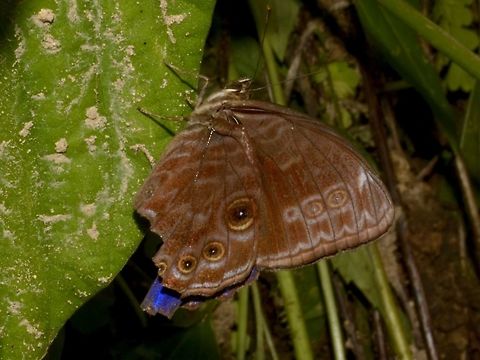 Butterfly - Ptychandra lorquinii This is a subspecies, Ptychandra lorquinii lorquini Bayabas,Benguet,Butterfly,Fall,Geotagged,Philippines,Ptychandra lorquinii,Ptychandra lorquinii lorquini
