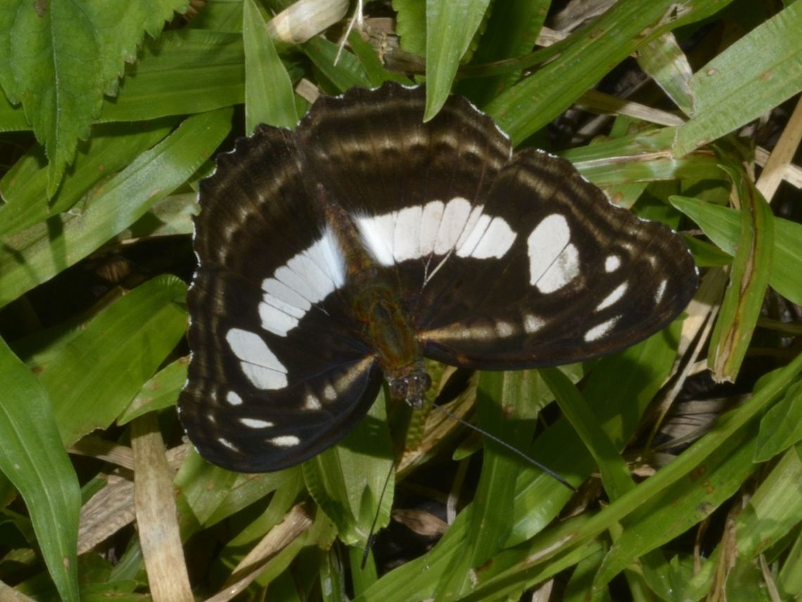 Nymphalid Butterfly This is a subspecies, Athyma kasa kasa Athyma kasa,Athyma kasa kasa,Bayabas,Benguet,Butterfly,Fall,Geotagged,Philippines