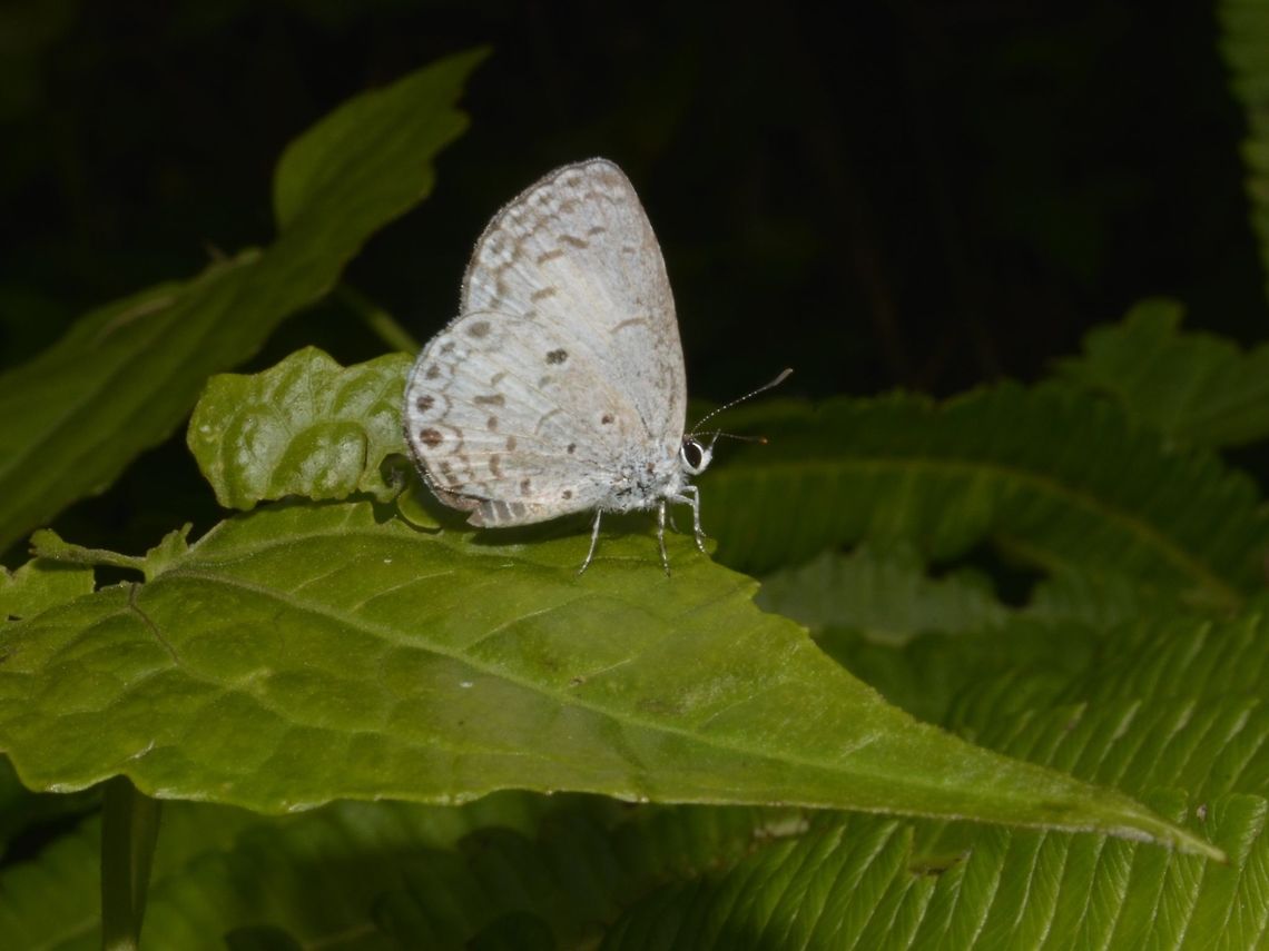 Butterfly This is a female Butterfly of the sub species Celastrina lavendularis hermesianax. Bayabas,Benguet,Butterfly,Celastrina lavendularis,Celastrina lavendularis hermesianax,Fall,Geotagged,Philippines,Plain hedge blue