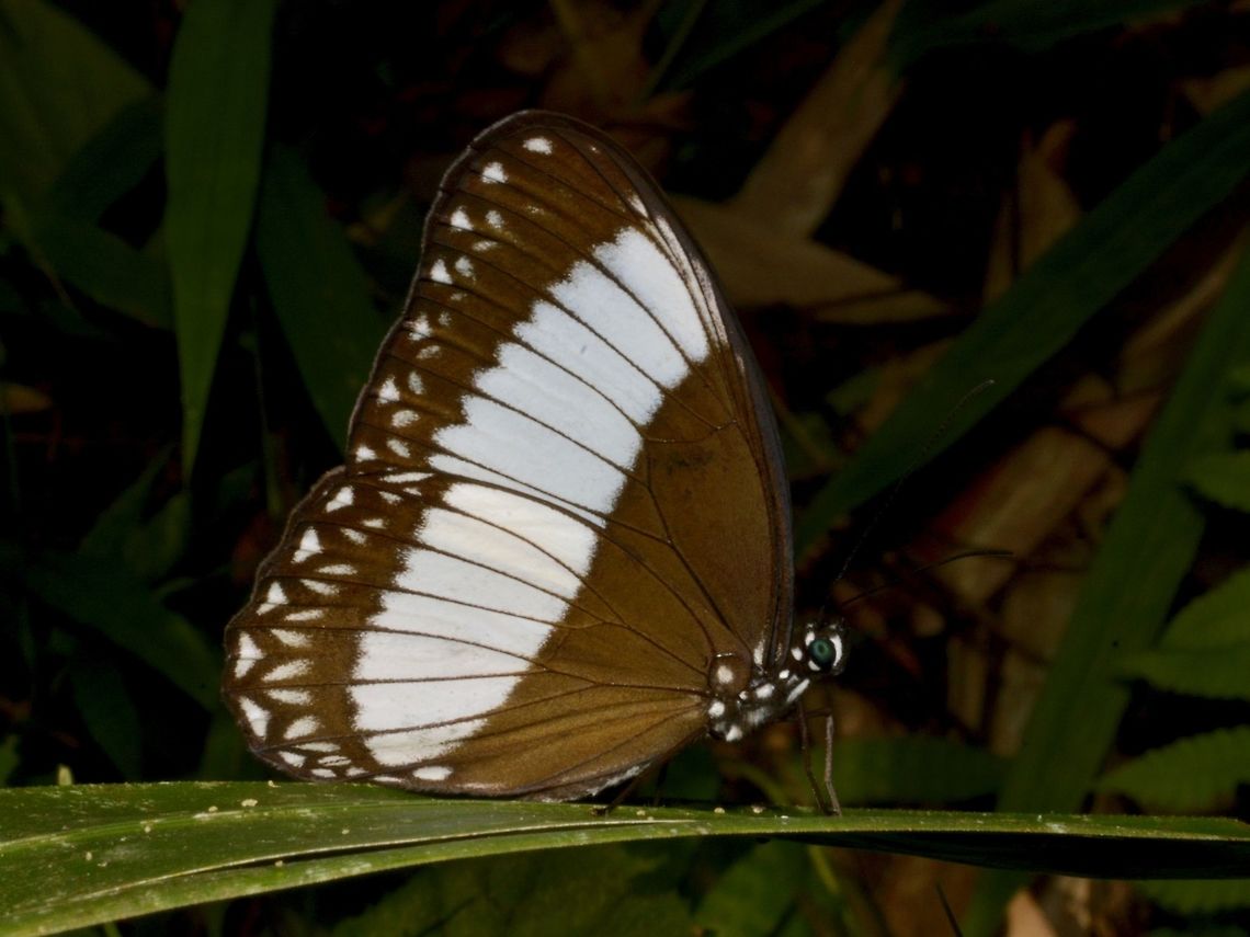 Butterfly This is a subspecies, Zethera pimplea pimplea, recorded from Luzon Island. Bayabas,Benguet,Butterfly,Fall,Geotagged,Philippines,Zethera pimplea,Zethera pimplea pimplea