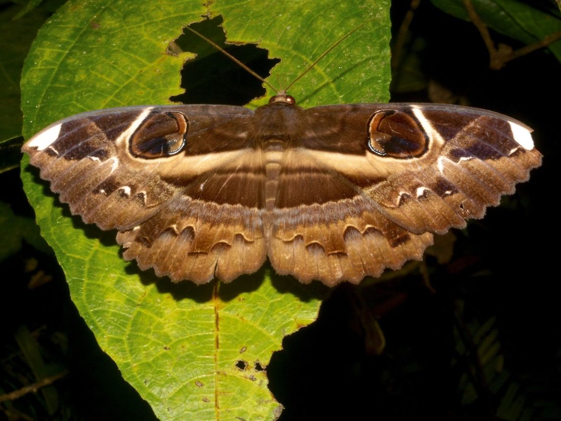 Large Moth This Erebus ephesperis is a very large sized moth, easily 8 cm. Bayabas,Benguet,Erebus ephesperis,Fall,Geotagged,Moth,Philippines
