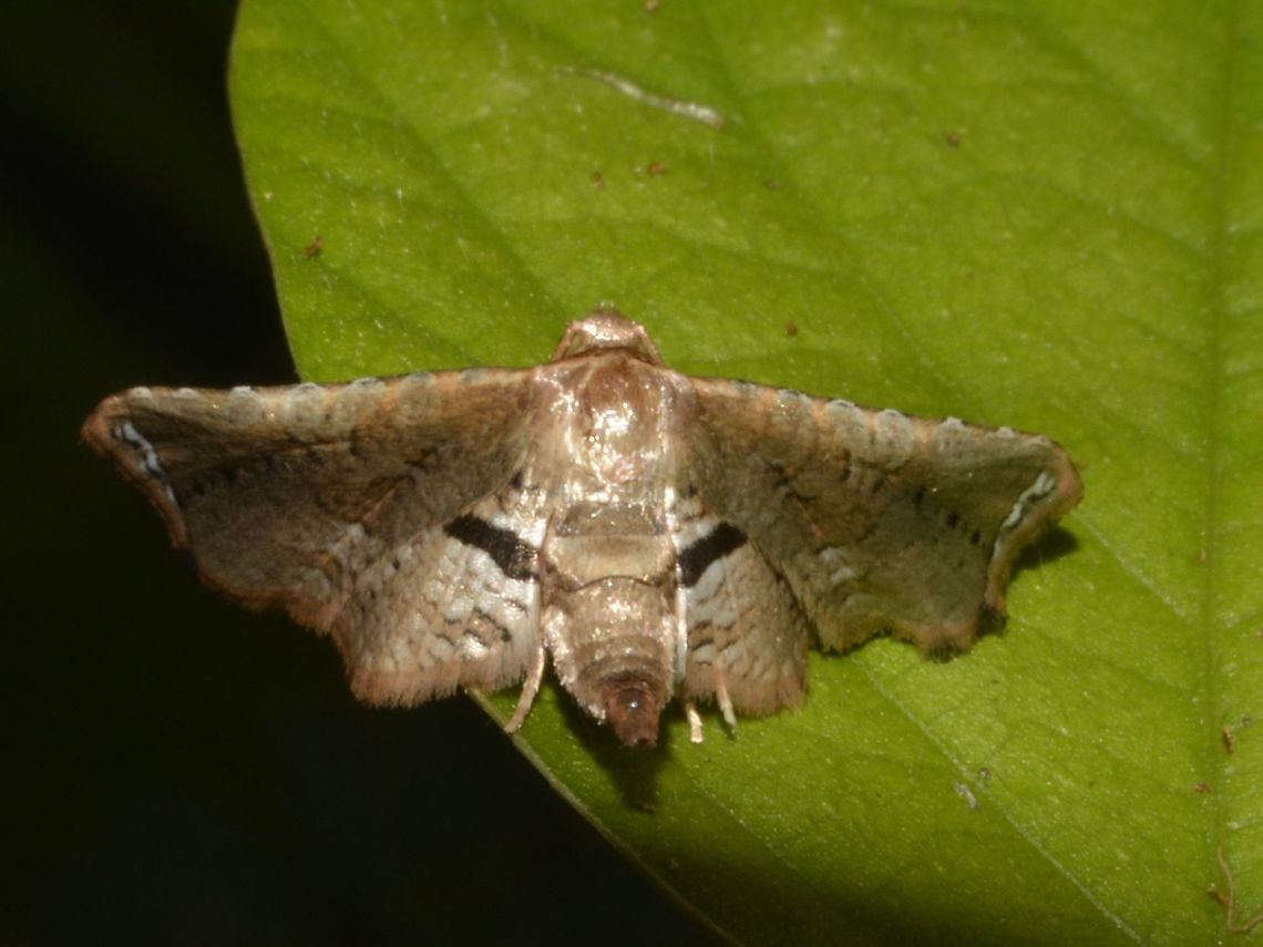 Picture-winged Leaf Moth Small Moth, around 2 cm wing span, could be Picrostomastis sp. Bayabas,Benguet,Fall,Geotagged,Moth,Philippines,Picrostomastis,Picrostomastis sp,Picture-winged Leaf Moth