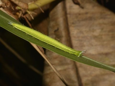 Caterpillar of Common Evening Brown This is a Caterpillar of Common Evening Brown - Melanitis leda, possibly of the subspecies Melanitis leda leda which is recorded from the island of Luzon. Benguet,Butterfly,Common evening brown,Melanitis leda,Melanitis leda leda