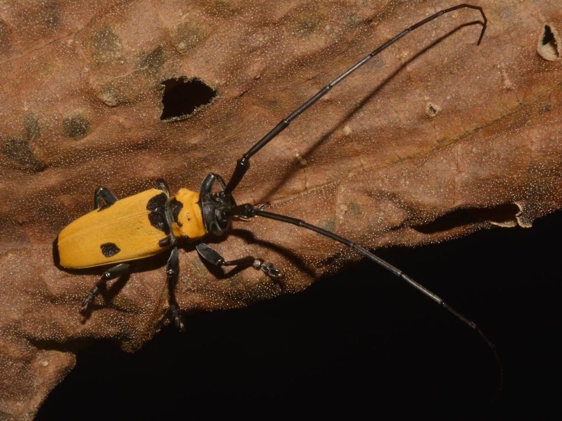 Cereopsius praetorius, Phillipines  Beetle,Benguet,Cereopsius praetorius,Fall,Geotagged,Longhorn Beetle,Philippines