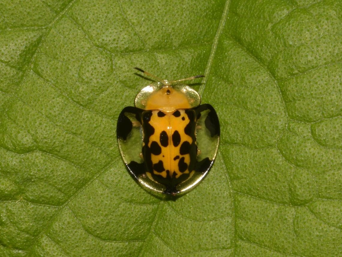 Spotted Tortoise Beetle - Aspidomorpha miliaris  Aspidimorpha miliaris,Beetle,Benguet,Fall,Geotagged,Philippines,Spotted Tortoise Beetle,Tortoise Beetle