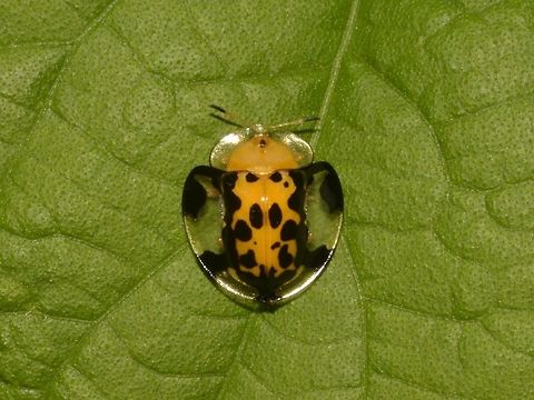 Spotted Tortoise Beetle - Aspidomorpha miliaris  Aspidimorpha miliaris,Beetle,Benguet,Fall,Geotagged,Philippines,Spotted Tortoise Beetle,Tortoise Beetle
