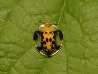 Spotted Tortoise Beetle - Aspidomorpha miliaris  Aspidimorpha miliaris,Beetle,Benguet,Fall,Geotagged,Philippines,Spotted Tortoise Beetle,Tortoise Beetle