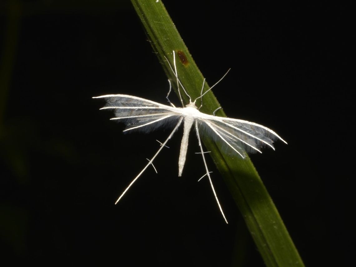 White Plume Moth - Pterophorus niveus  Benguet,Fall,Geotagged,Moth,Philippines,Plume Moth,Pterophorus niveus,White Plume Moth