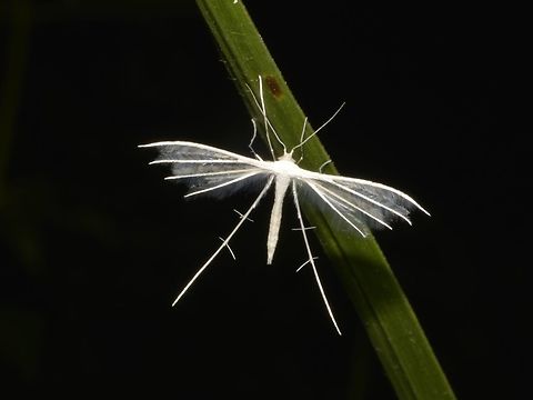 White Plume Moth - Pterophorus niveus  Benguet,Fall,Geotagged,Moth,Philippines,Plume Moth,Pterophorus niveus,White Plume Moth