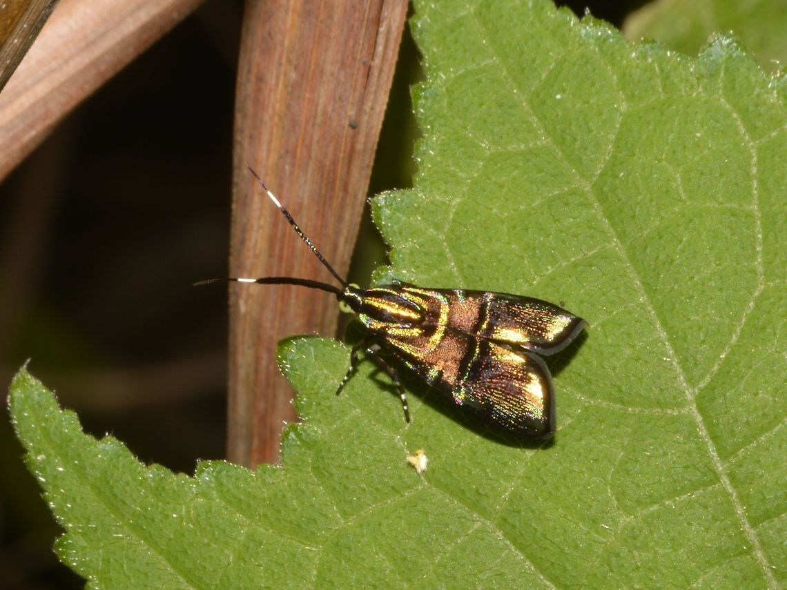 Moth - Saptha divitiosa  Callao Cave,Fall,Geotagged,Moth,Philippines,Saptha divitiosa,Tuguegarao