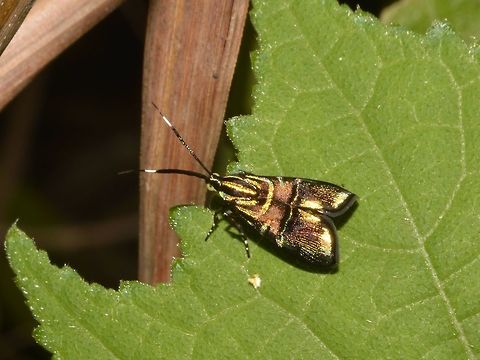 Moth - Saptha divitiosa  Callao Cave,Fall,Geotagged,Moth,Philippines,Saptha divitiosa,Tuguegarao