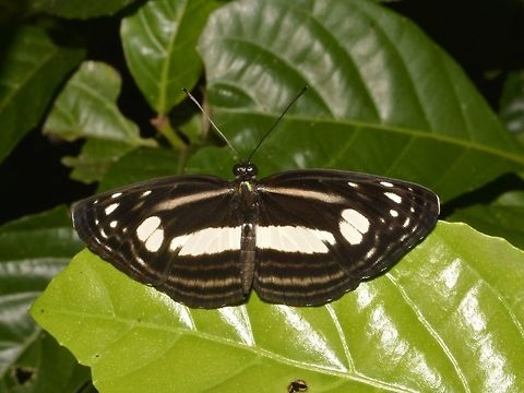 Lasippa illigera, Sailor