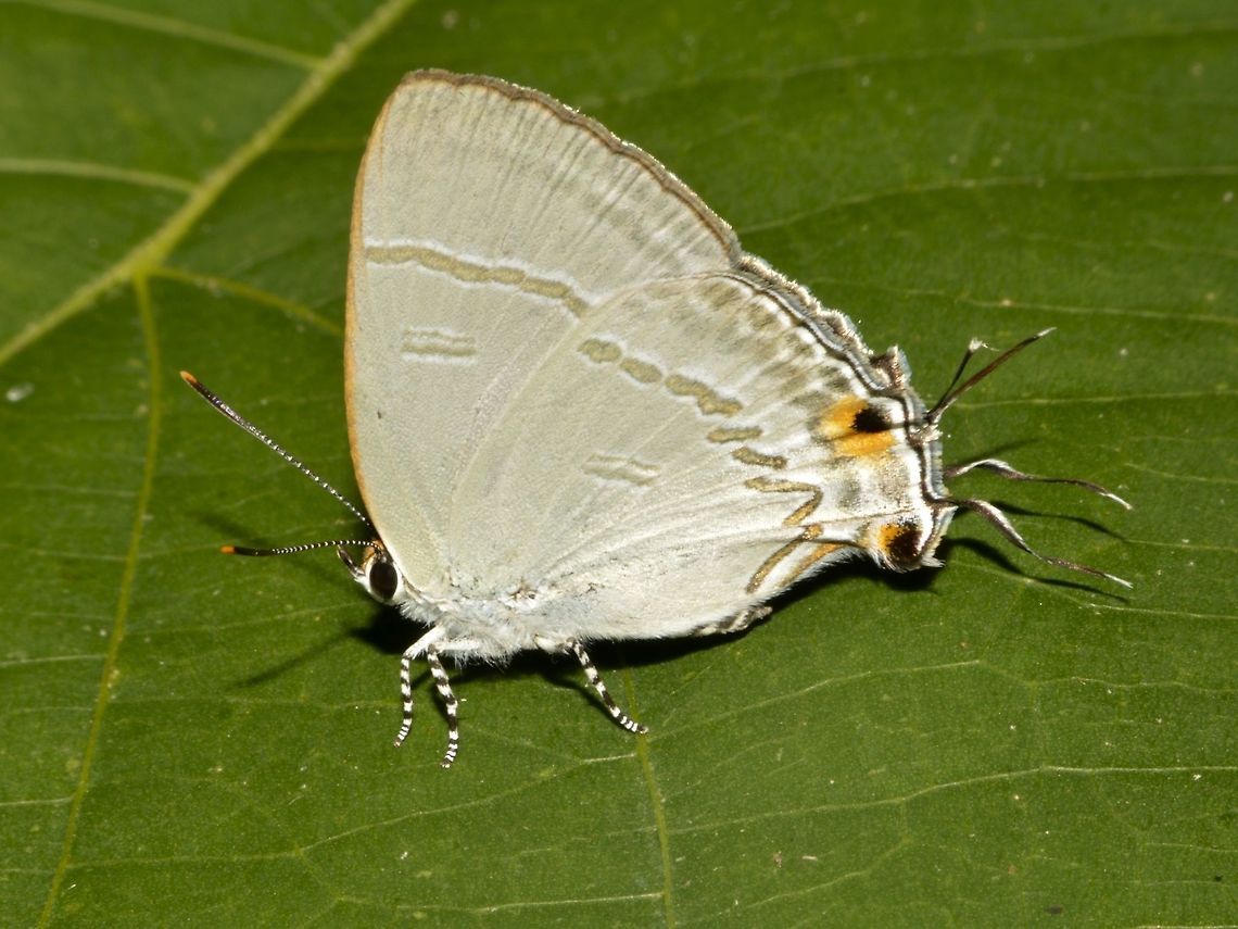 Common Tit This is a sub-species of Common Tit - Hypolycaena erylus tmolus which is recorded from the island of Luzon, Philippines.<br />
<br />
They can be quite fun to observe as they can 'wriggles' the 'filaments' at the tip of its wings.  Callao Cave,Common Tit,Fall,Geotagged,Hypolycaena erylus,Hypolycaena erylus tmolus,Philippines,Tuguegarao