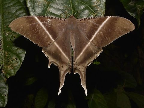 Swallowtail Moth -  Lyssa zampa A large sized and impressive Swallowtail Moth -  Lyssa zampa Callao Cave,Fall,Geotagged,Lyssa zampa,Moth,Philippines,Swallowtail Moth,Tuguegarao