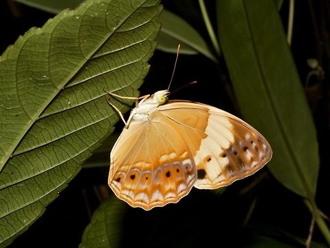 Rustic This is a subspecies - Cupha arias arias Butterfly,Callao Cave,Cupha arias,Fall,Geotagged,Philippines,Rustic,Tuguegarao