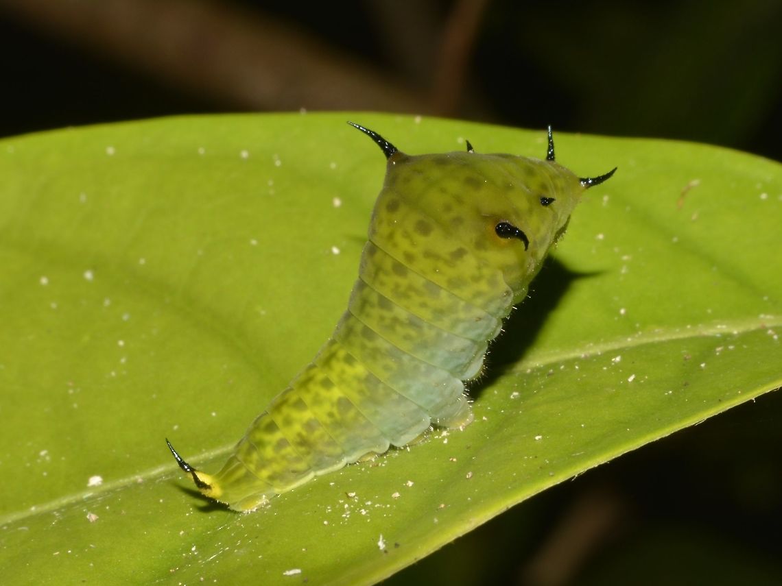 Catterpillar of Tailed Jay Caterpillar of Tailed Jay - Graphium agamemnon Callao Cave,Caterpillar,Fall,Geotagged,Graphium agamemnon,Philippines,Tailed Jay,Tuguegarao