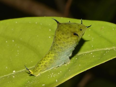 Catterpillar of Tailed Jay Caterpillar of Tailed Jay - Graphium agamemnon Callao Cave,Caterpillar,Fall,Geotagged,Graphium agamemnon,Philippines,Tailed Jay,Tuguegarao
