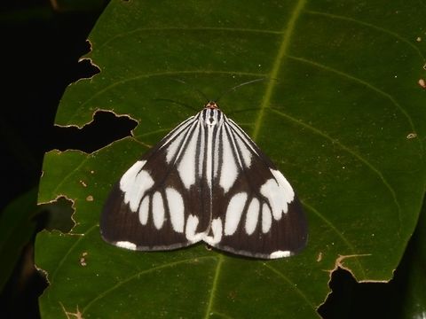 Marbled White Moth - Nyctemera coleta  Benguet,Fall,Geotagged,Moth,Nyctemera coleta,Philippines,White tiger moth