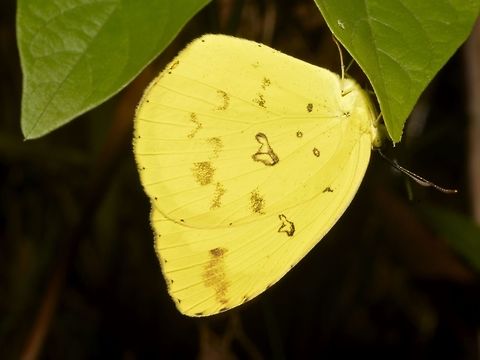 Common Grass Yellow Butterfly - Eurema hecabe  Benguet,Butterfly,Common Grass Yellow,Eurema hecabe,Fall,Geotagged,Philippines