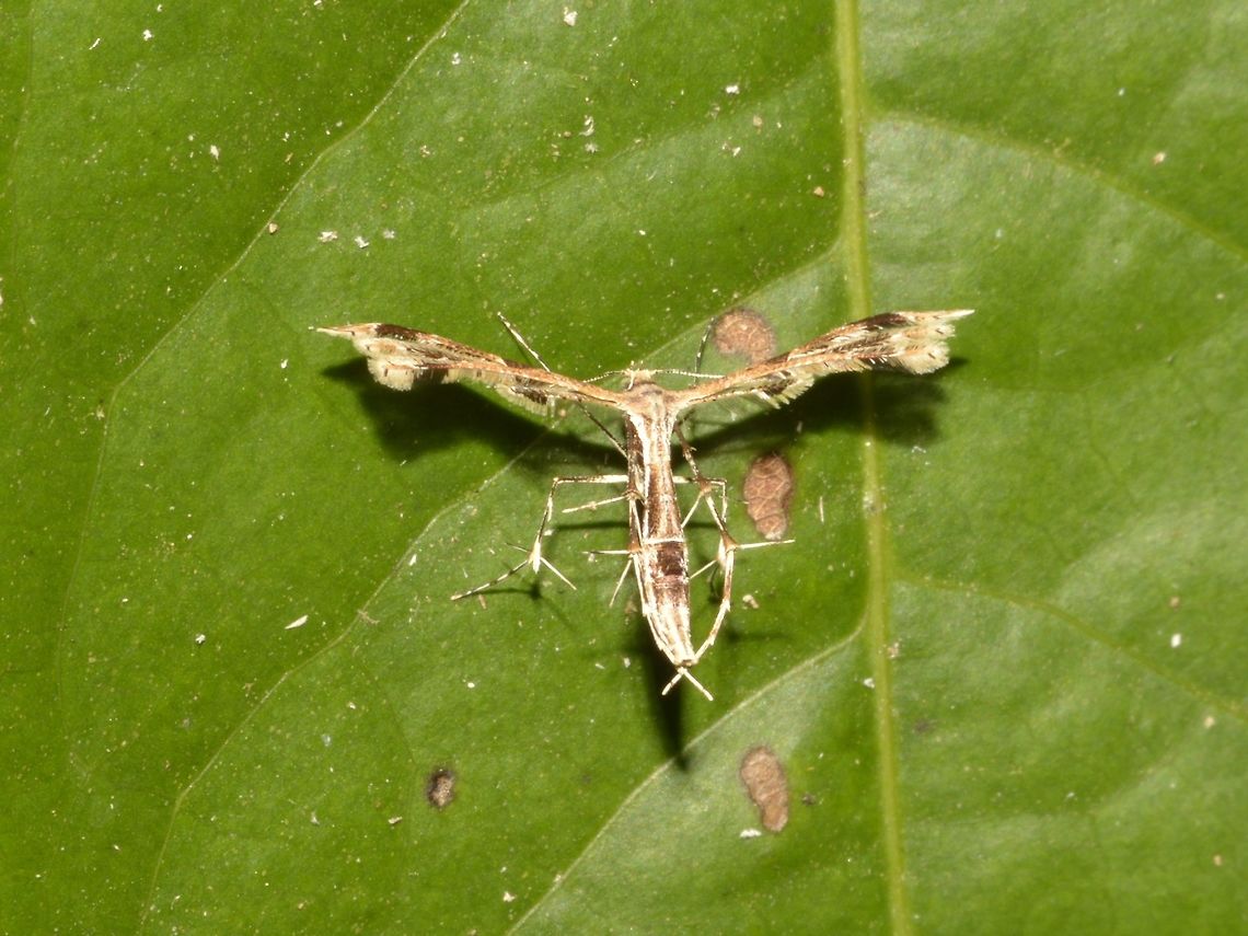 Plume Moth - Hexadactilia trilobata  Callao Cave,Fall,Geotagged,Hexadactilia trilobata,Moth,Philippines,Plume Moth,Pterophoridae,Tuguegarao