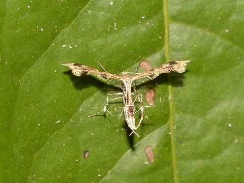 Plume Moth - Hexadactilia trilobata  Callao Cave,Fall,Geotagged,Hexadactilia trilobata,Moth,Philippines,Plume Moth,Pterophoridae,Tuguegarao
