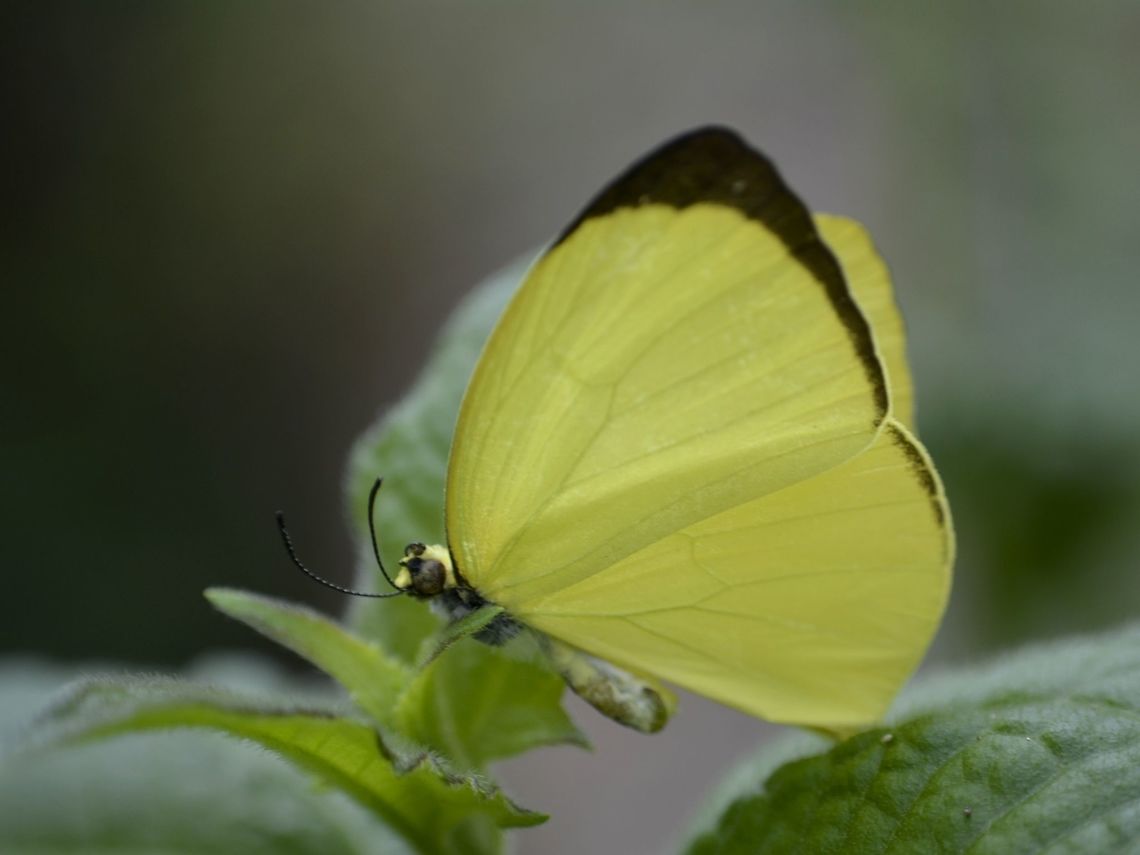 Tree Yellow - Gandaca harina  Butterfly,Callao Cave,Fall,Gandaca harina,Geotagged,Philippines,Tree yellow,Tuguegarao