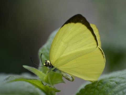 Tree Yellow - Gandaca harina  Butterfly,Callao Cave,Fall,Gandaca harina,Geotagged,Philippines,Tree yellow,Tuguegarao