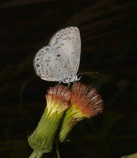 Common Hedge Blue - Acytolepis puspa cagaya This is a subspecies, Common Hedge Blue - Acytolepis puspa cagaya Acytolepis puspa,Bayabas,Benguet,Butterfly,Common hedge blue,Fall,Geotagged,Philippines