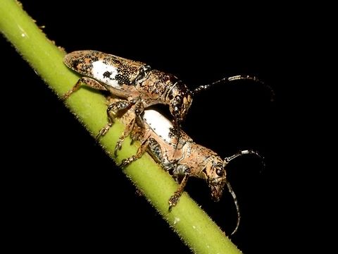 Longhorn Couple A pair of Longhorn Beetle Beetle,Callimetopus capito,Fall,Geotagged,Longhorn beetle,Philippines
