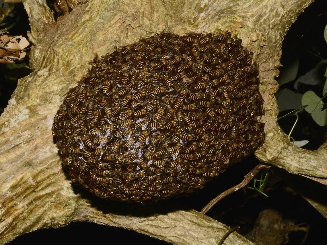 Bee Hive Seen during night walk, they were all probably sleeping and not active Bee,Callao Cave,Fall,Geotagged,Philippines,Tuguegarao