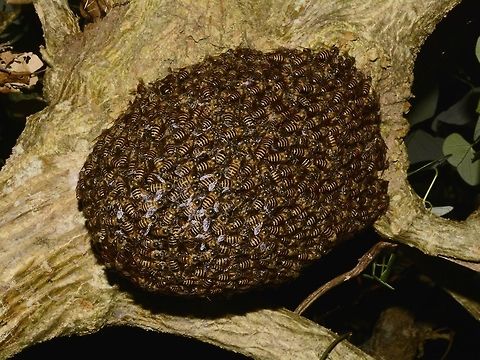 Bee Hive Seen during night walk, they were all probably sleeping and not active Bee,Callao Cave,Fall,Geotagged,Philippines,Tuguegarao