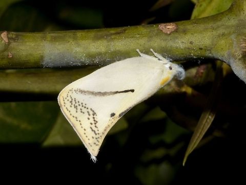 Flatid Planthopper Planthopper from the family of Flatidae

Looks similar to Cerynia sp. Callao Cave,Cerynia,Cerynia sp,Fall,Flatidae,Geotagged,Philippines,Planthopper,Tuguegarao