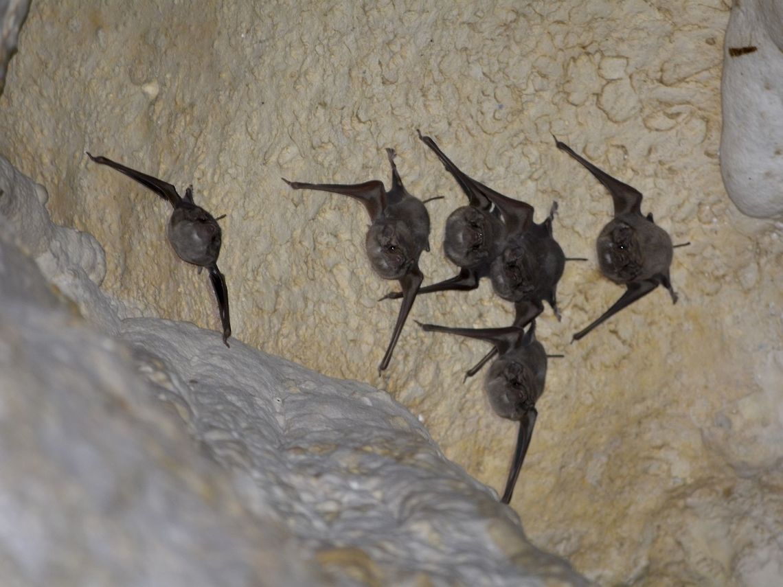 Sac-winged bats Resident Bats of Callao Cave - Sac-winged bats from the family of Emballonuridae Bats,Callao Cave,Emballonuridae,Fall,Geotagged,Philippines,Sac-winged Bats,Sac-winged bats,Tuguegarao