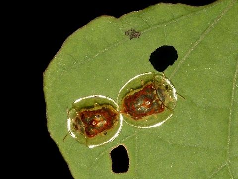 Tortoise Beetle  Beetle,Callao Cave,Fall,Geotagged,Philippines,Tortoise Beetle,Tuguegarao