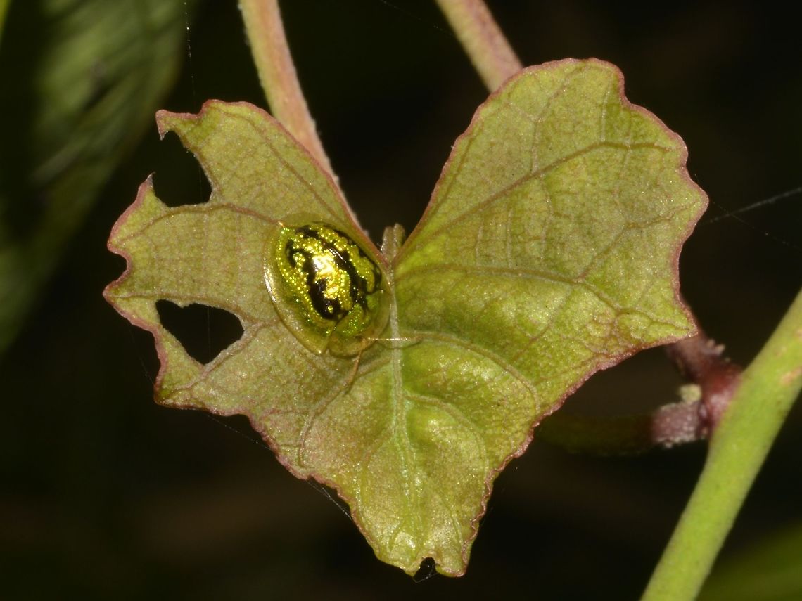 Tortoise Beetle  Beetle,Callao Cave,Cassida circumdata,Fall,Geotagged,Philippines,Tortoise Beetle,Tuguegarao