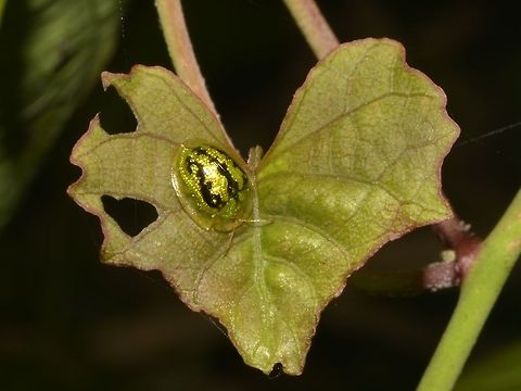 Tortoise Beetle  Beetle,Callao Cave,Cassida circumdata,Fall,Geotagged,Philippines,Tortoise Beetle,Tuguegarao