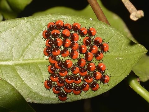 Bugs Party Tiny nymphs of Shield Bugs, probably a few days old. Bugs,Callao Cave,Fall,Geotagged,Philippines,Shield Bugs,Tuguegarao