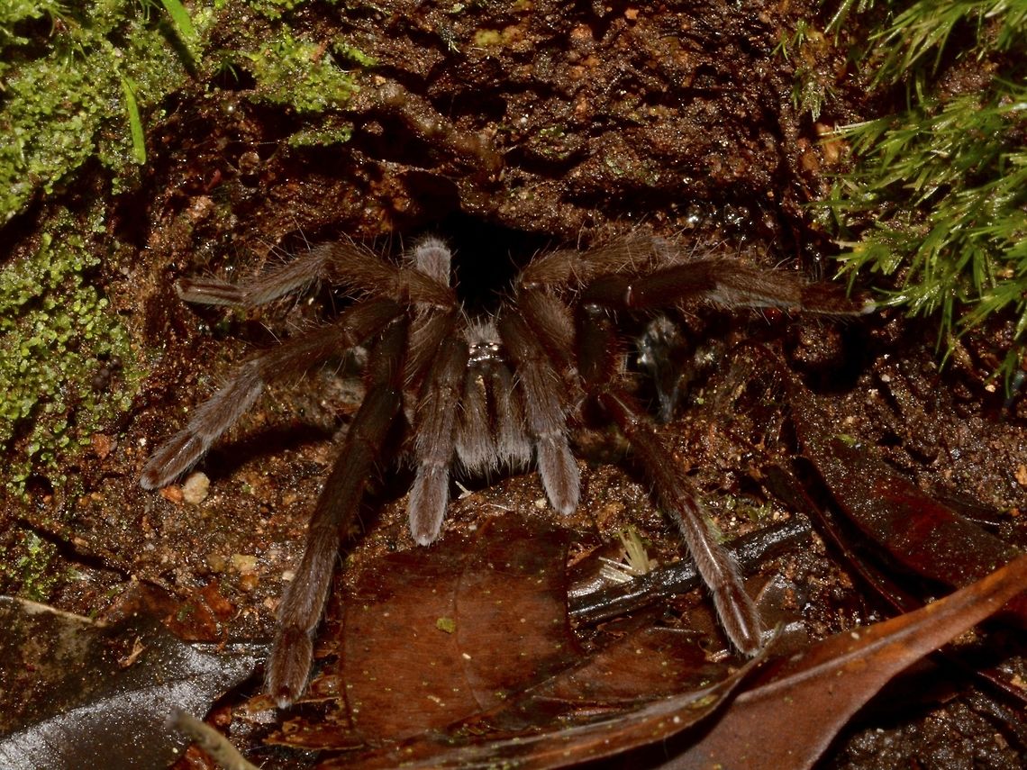 Tarantula One of the smaller species of Tarantula, leg-span of around 4 cm Bako,Fall,Geotagged,Malaysia,Sarawak,Spider,Tarantula