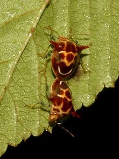 Spiny Bugs This tiny bugs looks like Ladybugs, but they have 2 spins on the shoulder. Bako,Bugs,Fall,Geotagged,Malaysia,Sarawak