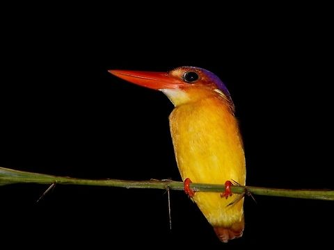 Oriental Dwarf Kingfisher Saw this Oriental Dwarf Kingfisher - Ceyx erithaca during a night walk. It was resting on a small branch just above the trail. As we were taking pics of it, it pooped on the head of a guest who happens to stand just below it :D Bako,Brid,Ceyx erithaca,Fall,Geotagged,Kingfisher,Malaysia,Oriental dwarf kingfisher,Sarawak