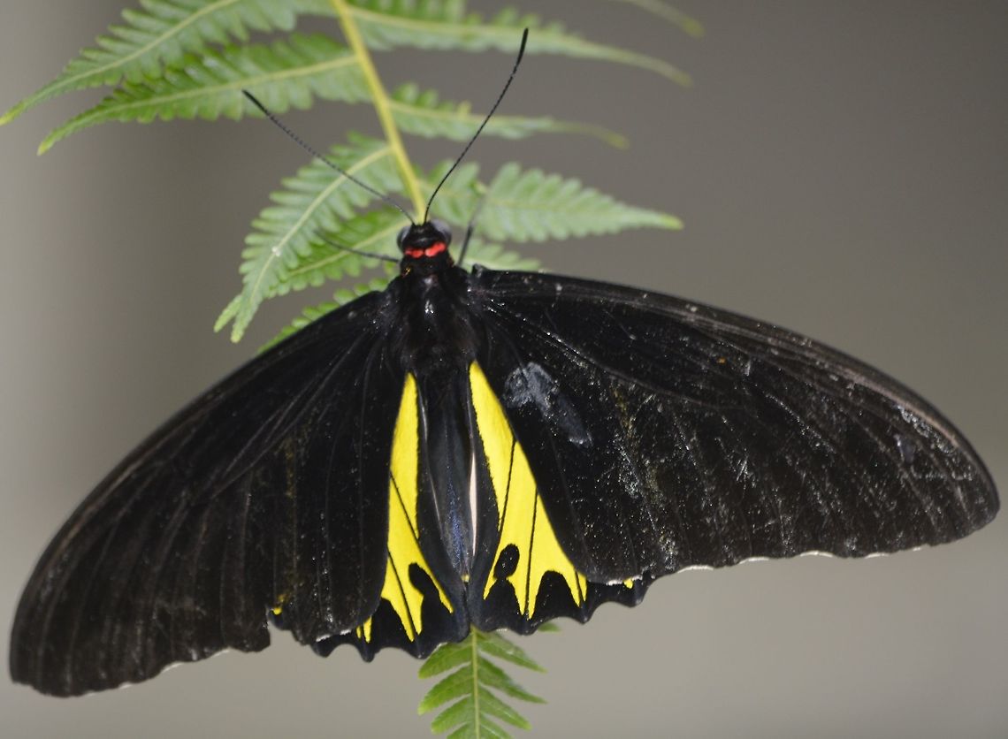 Common Birdwing - Troides helena This Common Birdwing - Troides helena is popular among  Butterfly collectors.<br />
There are more than 20 subspecies among them. Common Birdwing,Geotagged,Malaysia,Penang,Troides helena,Winter