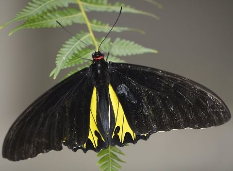 Common Birdwing - Troides helena This Common Birdwing - Troides helena is popular among  Butterfly collectors.
There are more than 20 subspecies among them. Common Birdwing,Geotagged,Malaysia,Penang,Troides helena,Winter