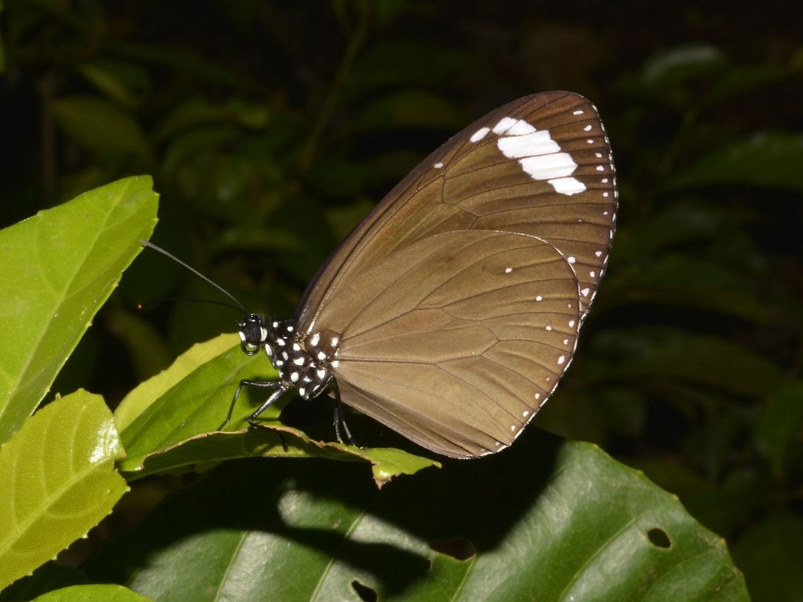 Purple Crow - Euploea tulliolus pollita This is a subspecies of Purple Crow - Euploea tulliolus pollita, recorded from the island of Luzon, Philippines. Butterfly,Callao Cave,Dwarf crow,Euploea tulliolus,Euploea tulliolus pollita,Fall,Geotagged,Philippines,Purple Crow,Tuguegarao