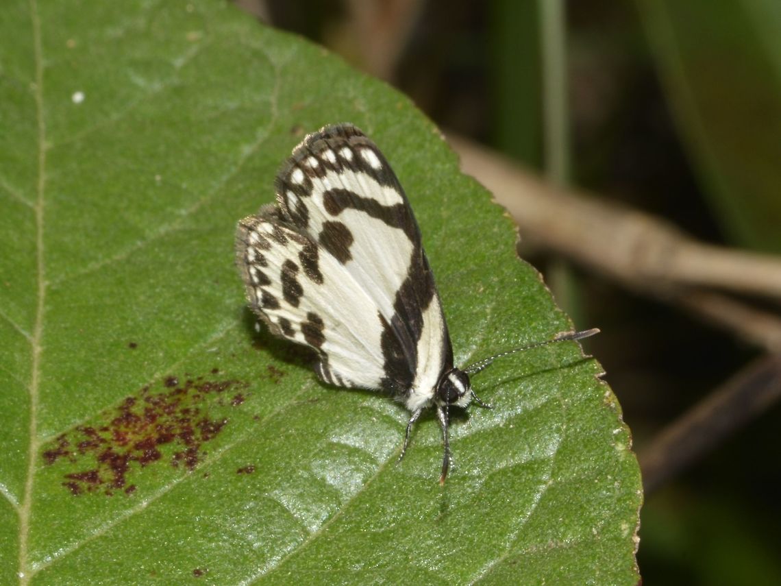 Straight Pierrot - Caleta roxus angustior This is a subspecies of Straight Pierrot - Caleta roxus angustior, recorded from the island of Luzon, Philippines. Butterfly,Callao Cave,Fall,Geotagged,Philippines,Pycnophallium roxus,Straight Pierrot,Tuguegarao