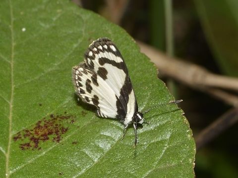 Straight Pierrot - Caleta roxus angustior This is a subspecies of Straight Pierrot - Caleta roxus angustior, recorded from the island of Luzon, Philippines. Butterfly,Callao Cave,Fall,Geotagged,Philippines,Pycnophallium roxus,Straight Pierrot,Tuguegarao